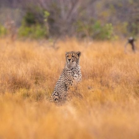 Nungubane Game Lodge محمية ويلغيفوندين غايم المظهر الخارجي الصورة