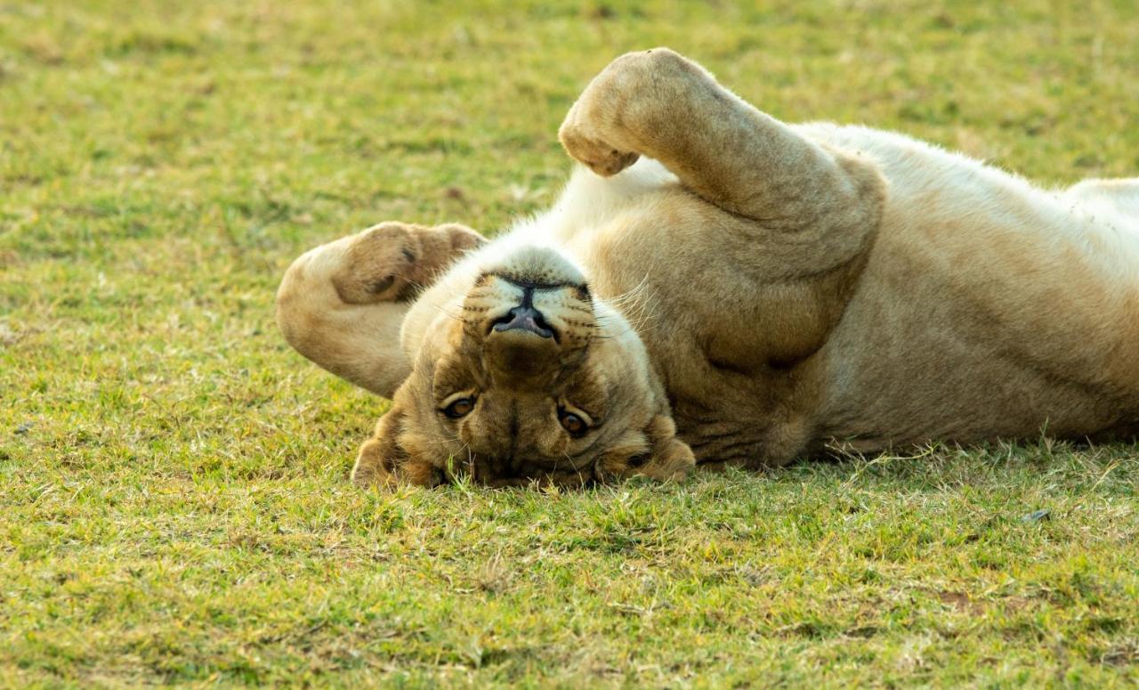 Nungubane Game Lodge محمية ويلغيفوندين غايم المظهر الخارجي الصورة