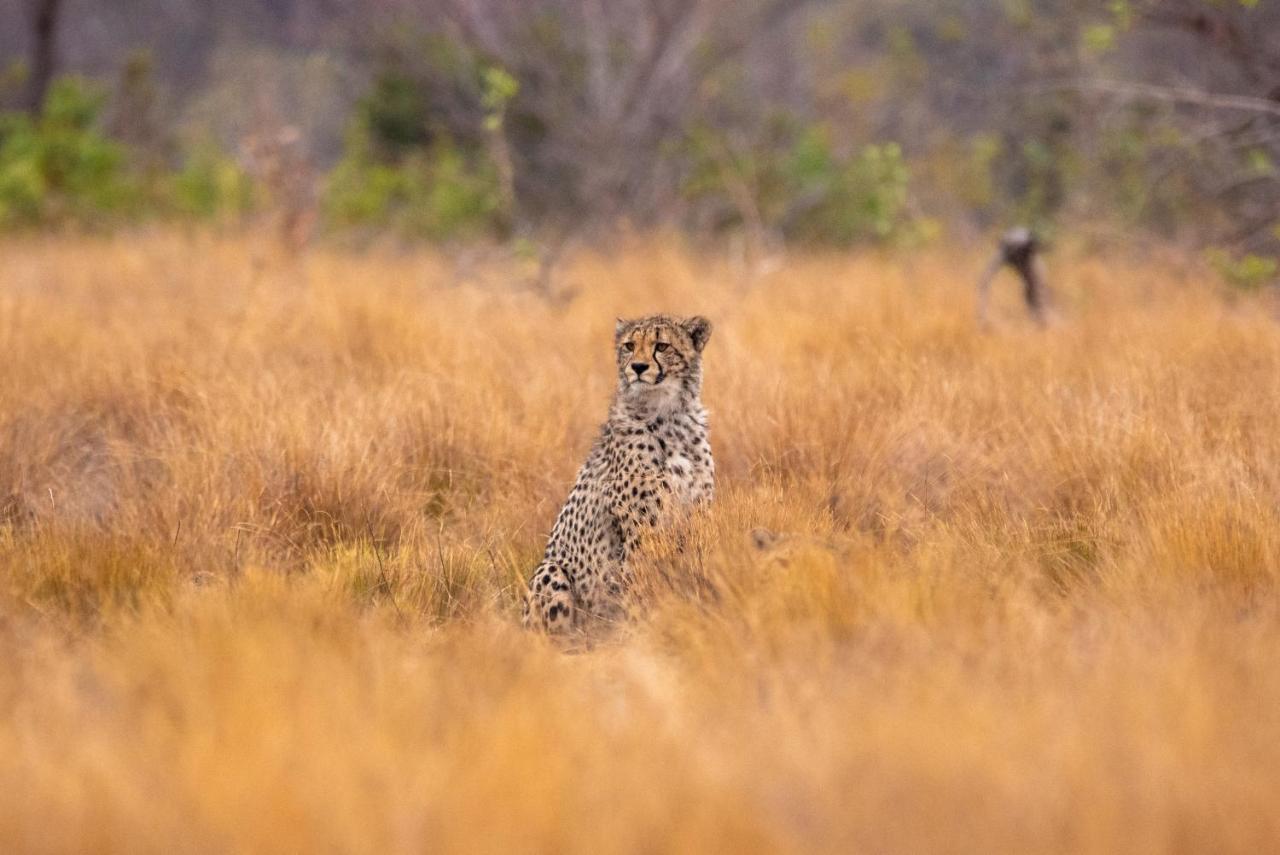 Nungubane Game Lodge محمية ويلغيفوندين غايم المظهر الخارجي الصورة