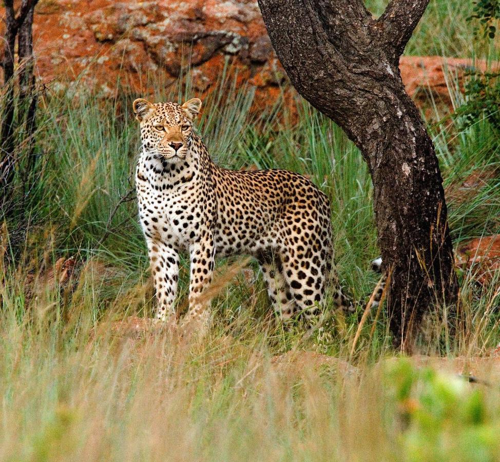 Nungubane Game Lodge محمية ويلغيفوندين غايم المظهر الخارجي الصورة