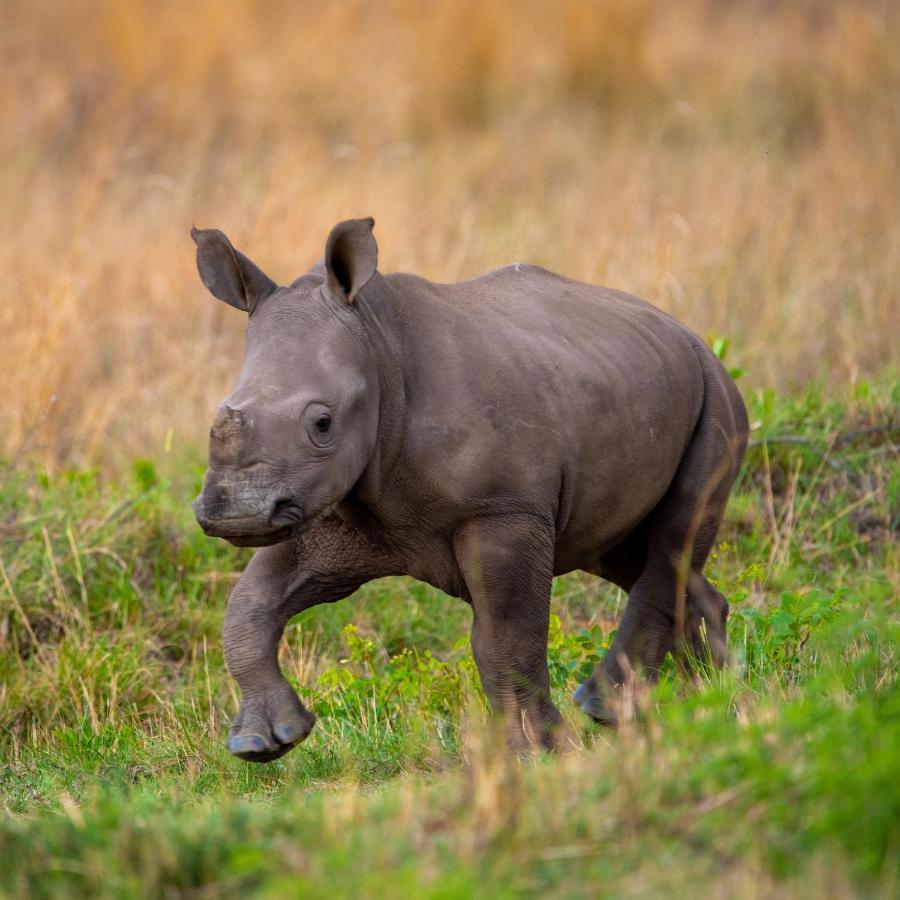 Nungubane Game Lodge محمية ويلغيفوندين غايم المظهر الخارجي الصورة