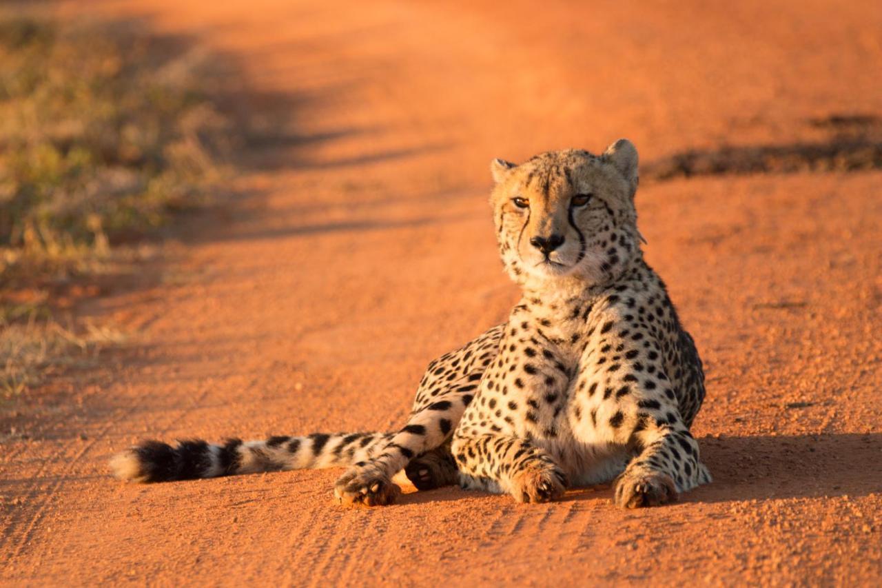 Nungubane Game Lodge محمية ويلغيفوندين غايم المظهر الخارجي الصورة